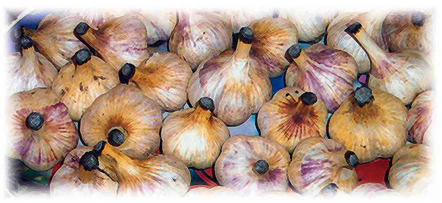 Выращивание чеснока на Кубани и Юге, на огородах и на фермерских полях