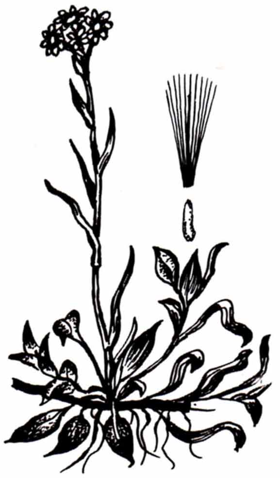 Эта трава - Бессмертник или кошачья лапка, в народной медицине широко используют